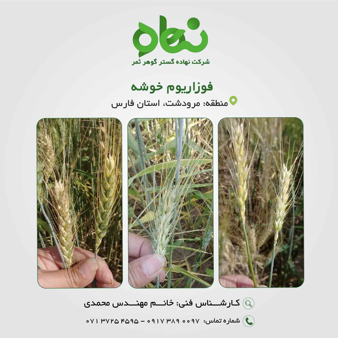 فوزاریوم خوشه